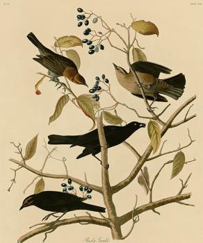 John James Audubon : Rusty grakle